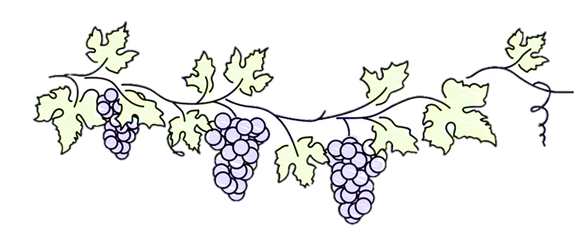 Line drawing of a grapevine